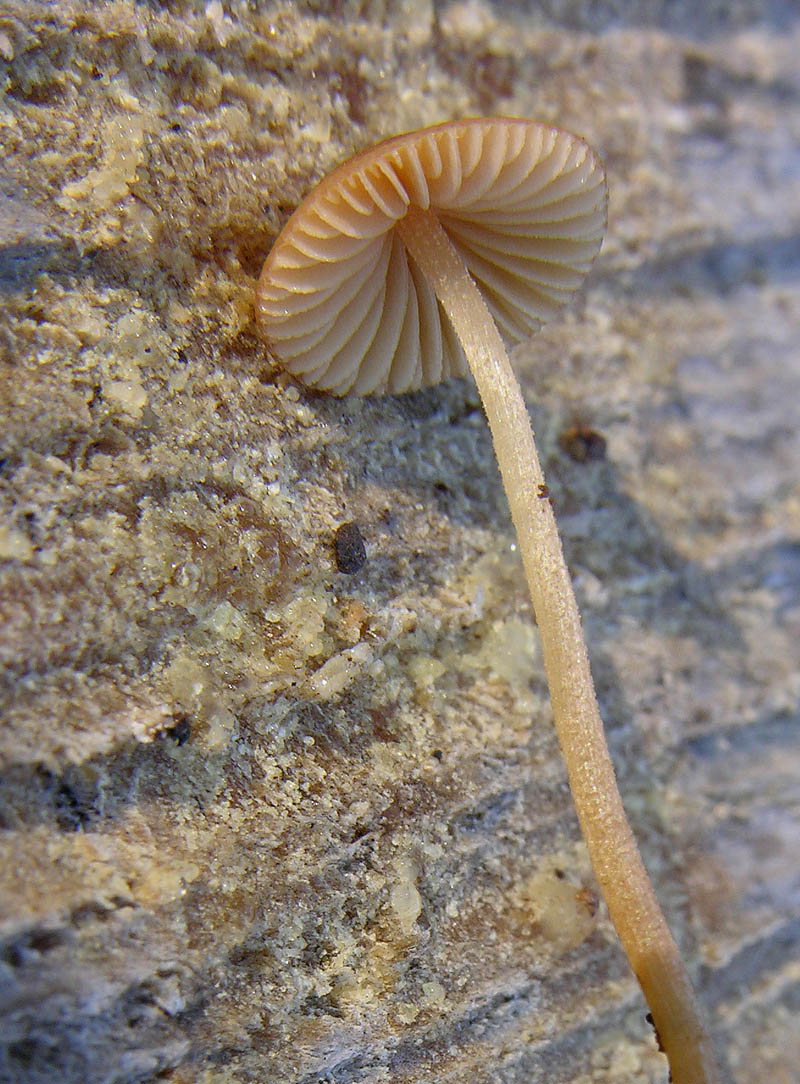 Galerina da determinare n�5